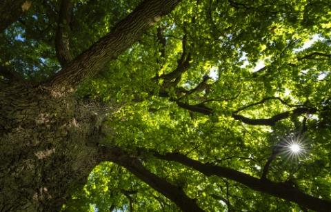 Tree branches