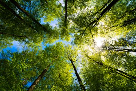 Looking up at trees